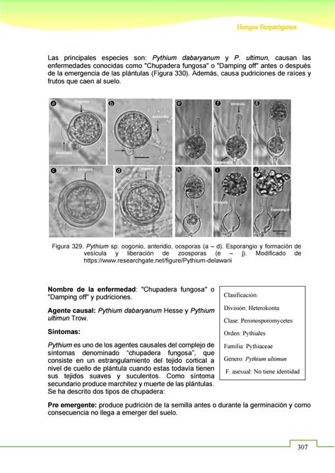 fitopatologia tropical enfermedades causadas por hongos  pseudohongos  oscarcabezas issuu