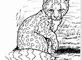 Leopard Coloring Snow Pages Baby Cheetah Printable Getcolorings Template Print Color sketch template
