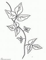 Ivy Poison Coloring Drawing Plant Vine Sketch Pages Template Clipart Tattoo Leaves Drawings Leaf Printable Bad Getdrawings Paintingvalley Plants растения sketch template