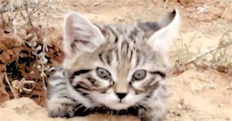 worlds deadliest cat  absolutely adorable huffpost