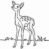 Deer Coloring Pages Drawing Forest Animals Easy Drawings Clipart Kids Outline Line Buck Baby Head Clip Cartoon Draw Animal Cliparts sketch template