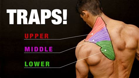 traps complete growth guide youtube   step workout traps muscle traps