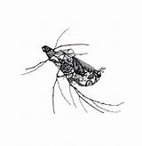 Bugs Winter Insect Behance Published sketch template