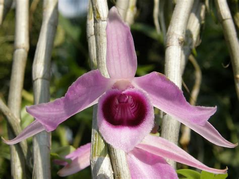 hoa phong lan viet vietnam orchids list  dendrobium species