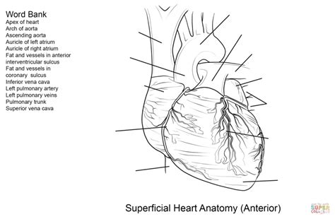 printable human heart worksheets printable worksheets