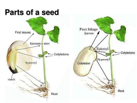 seeds  growing plants powerpoint    id