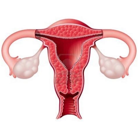 female reproductive system blank diagram clipart
