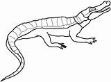Crocodile Gharial sketch template