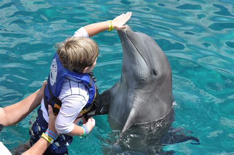 cruel  swim   dolphins minitime