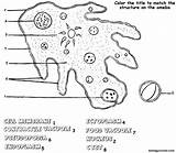 Coloring Cell Ameba Biology Amoeba Diagram Human Label Sketch Worksheet Color Protist Worksheets Protists Pages Biologycorner Science La Answer Life sketch template