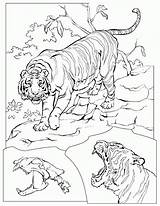 Tijger Dieren Tigers Kleurplatenwereld Adult sketch template