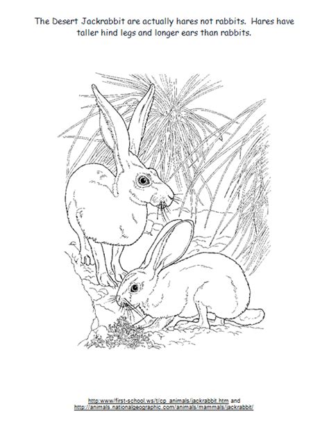 fun  great salt lakes sun jack rabbit coloring page
