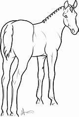 Foals Halter Standing sketch template