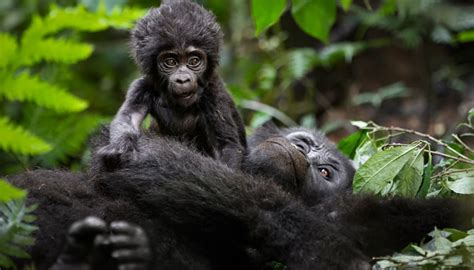 oruzogo gorilla family bwindi park gorilla families