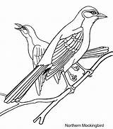 Bird Oriole sketch template
