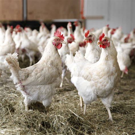 choose   chickens  meat production blains farm fleet blog