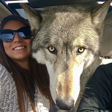 nativeamericansoul  twitter wolf dog wolf hybrid dogs hybrid dogs