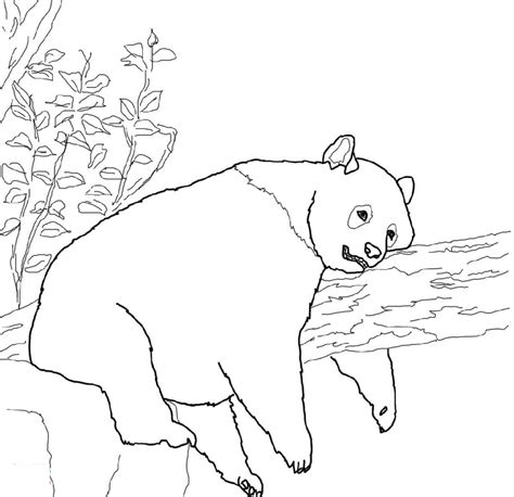 panda coloring pages printable  coloring