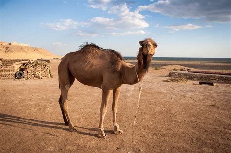 camel showdown dromedary  bactrian