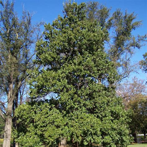 Ulmus Crassifolia Cedar Elm – Myseedsco