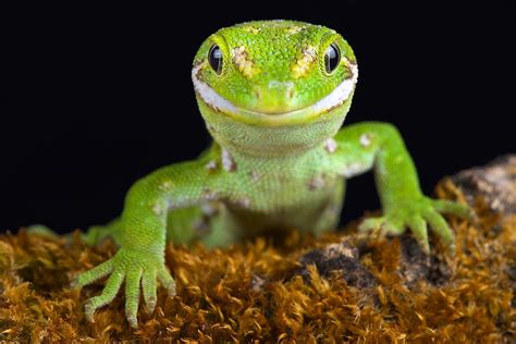 rarest lizard species   world worldatlas