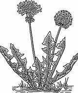 Dandelion Coloring Pages Printable Svg Flower sketch template