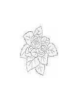 Coloring Begonia Flower Pink Bright Colorful Flowers sketch template