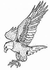 Falcon Coloring Pages Bird Drawing Peregrine Wings Colouring Birds Claws Color Powerful Eagle Printable Falcons Kids Netart Spread Getcolorings Draw sketch template