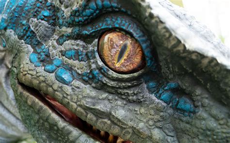 Blue The Raptor Joins Raptor Encounter Passport To The Parks