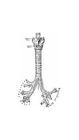 Clipart Larynx Tubes Bronchial Cartilages Trachea Bronchi Front Etc sketch template