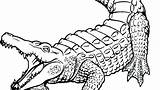 Alligator Clipartmag sketch template