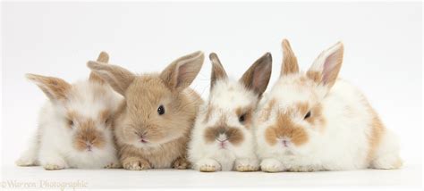 cute baby rabbits photo wp