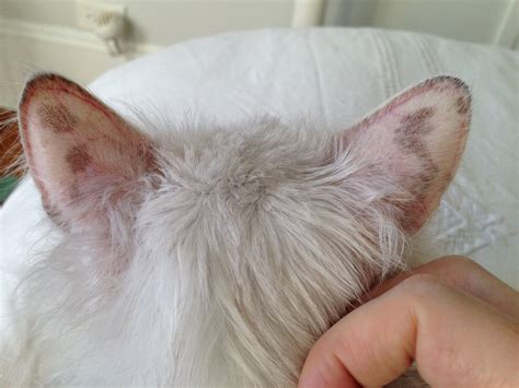 cat  developed dark spots   ears     small spot    ear