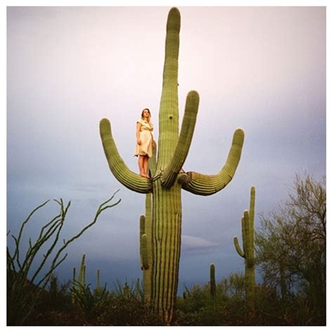 big   saguaro cactus grow   grow saguaro cactus raiebzta