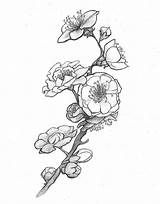 Blossom Plum Coloring Drawing Tattoo Tree Ume Flower Flowers Deviantart Tattoos Drawings Illustration 940px 69kb Getdrawings Clipart Chinese sketch template