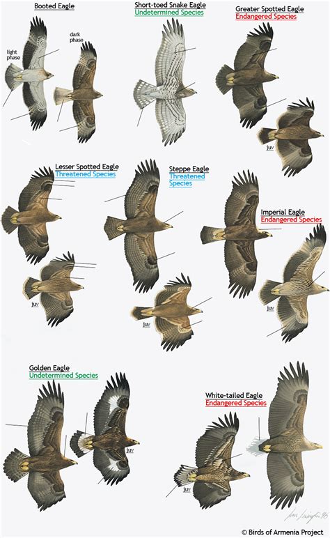 plate  eagles  field guide  birds  armenia acopian center