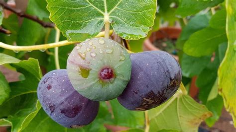 feigenbaum im garten diese bedingungen sind ideal fuer die pflanze