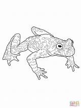 Toad Designlooter Supercoloring sketch template