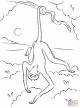 Monkey Spider Coloring Tree Hanging Drawing Pages Printable Template Cartoon Getdrawings sketch template