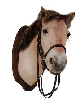 life marketplace horse head mount taxidermy