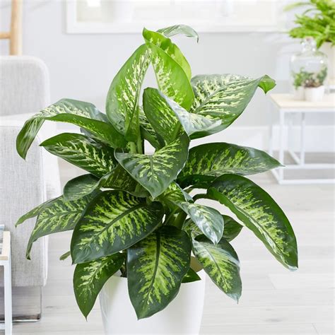 buy dumb cane dieffenbachia tropic snow