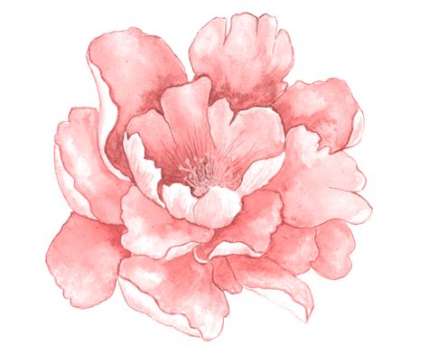 watercolour arte flor ilustracao de flor flores pintadas