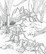 Kleurplaat Mieren Fourmi Kleurplaten Natuur Mier Volwassenen Ant Rund Ums Natur Kleuterdigitaal Ants Cigale Colorier Colony Grond Insecten Rondom Kleuren sketch template