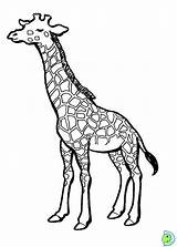 Girafas Pintar sketch template