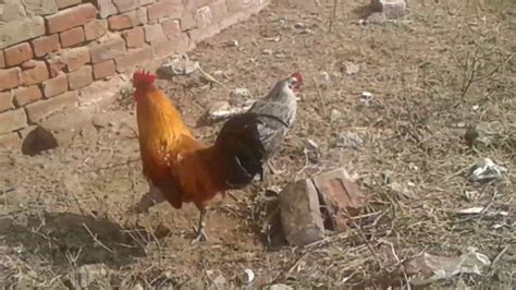 beautiful golden rooster chicken    youtube