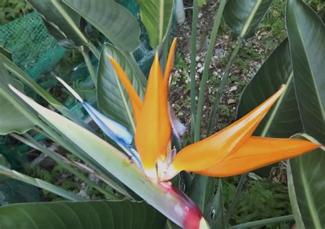 カイマナ 野鳥の写真 極楽鳥花