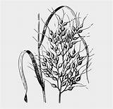 Rice Wild Drawing Wheat Cereal Common Plant Jing Fm sketch template