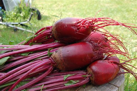 grow   beetroot small green