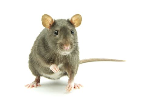 bacterial infection caused  rat urine  bronx kills  sickens