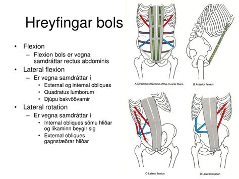 Ppt Öndunarvöðvar Og Vöðvar í Kviðarholi Powerpoint